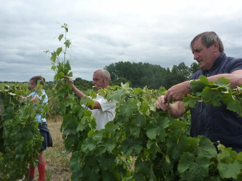 tressage vigne