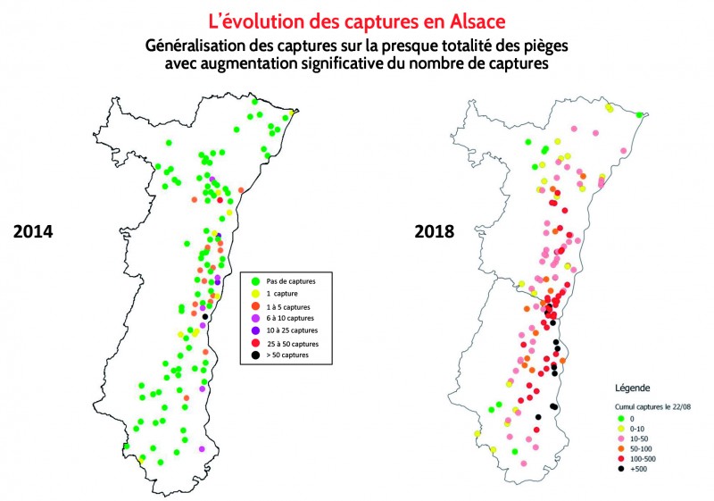 Chrysomèles -Evolution des captures en Alsace.jpg
