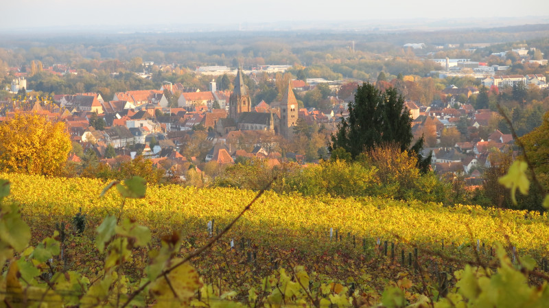 Forêt-histoire-Wissembourg- (1).JPG