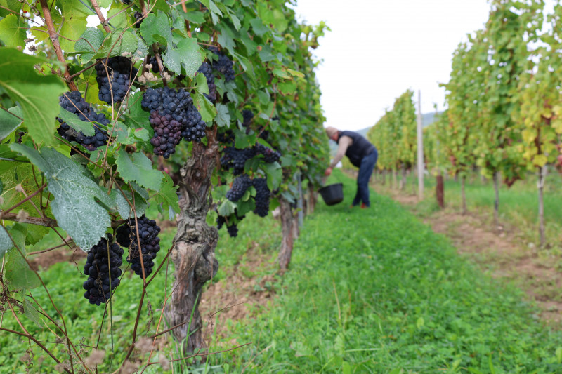 20240916_vendanges_pfaffenheim_04.JPG