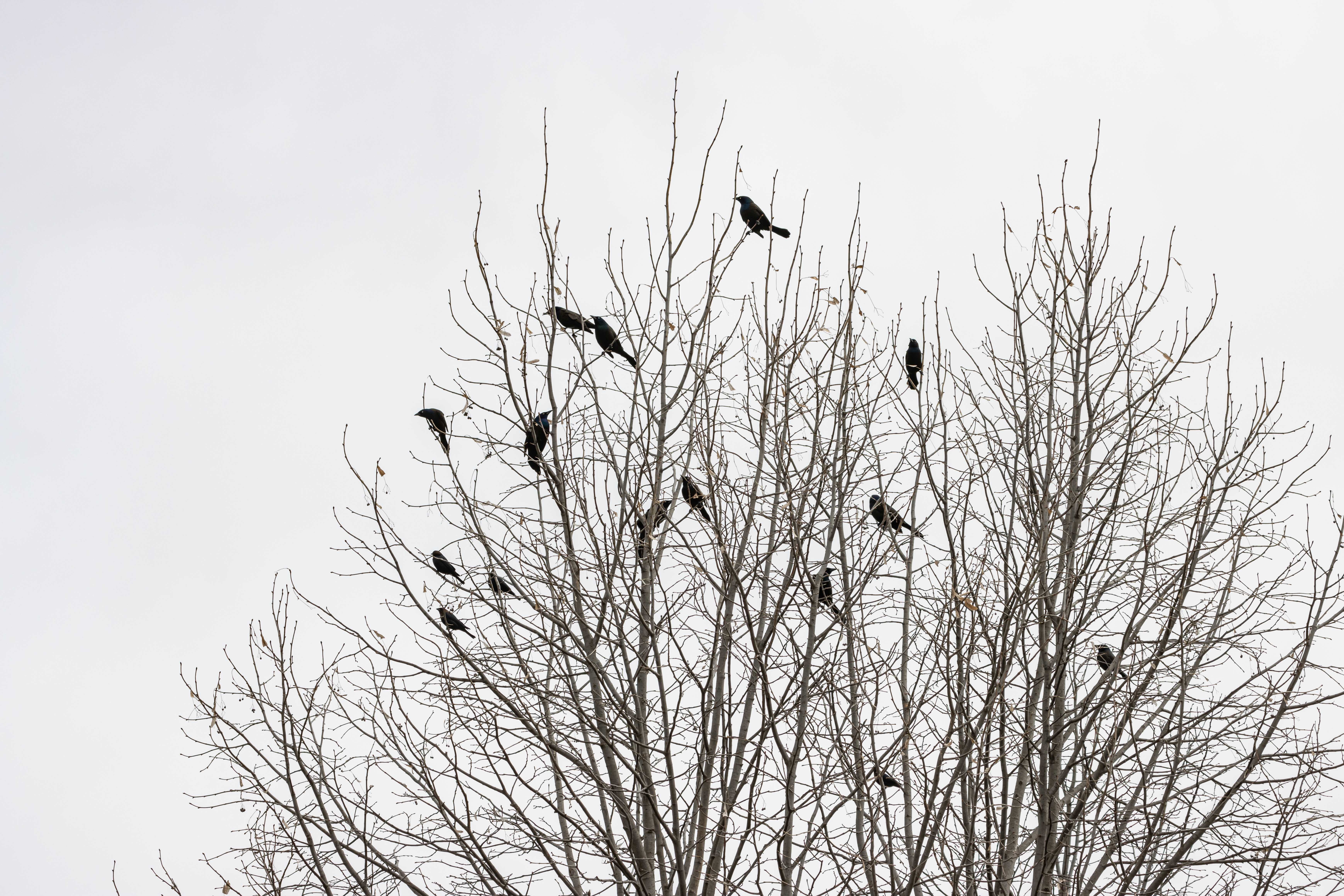 leafless-tree-with-birds-branches.jpg