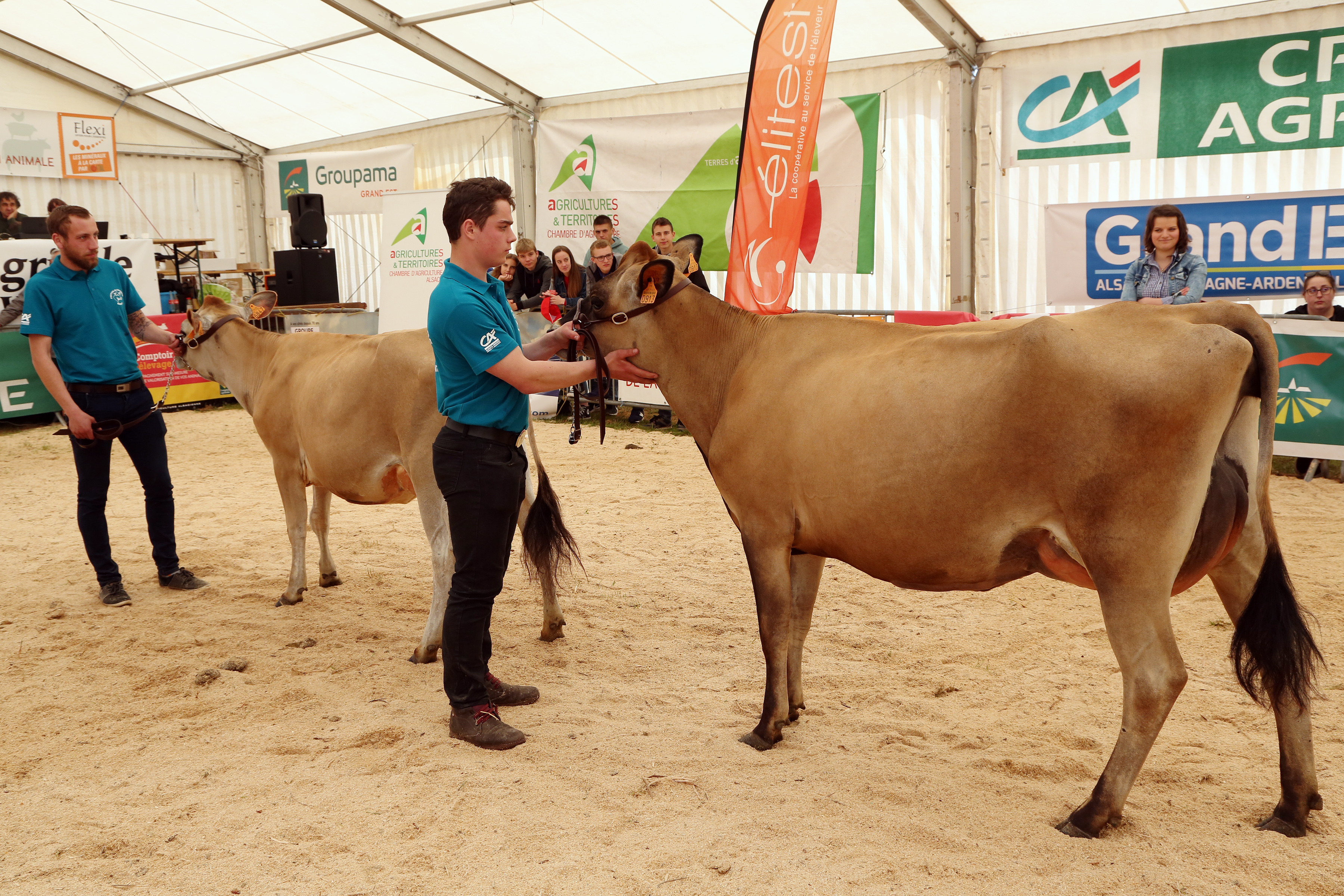 Festival de l'élevage 2019 - Présentation Jersiaise - 02.jpg