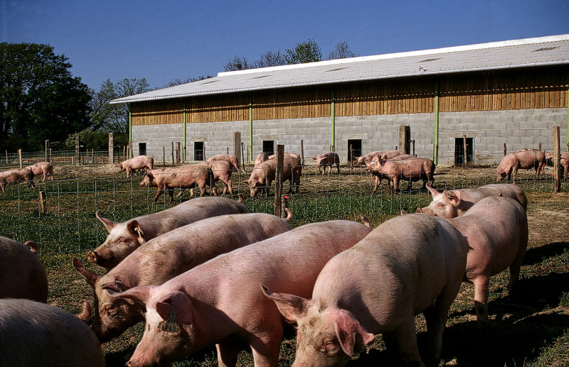 porc-plein-air-reussir.jpg