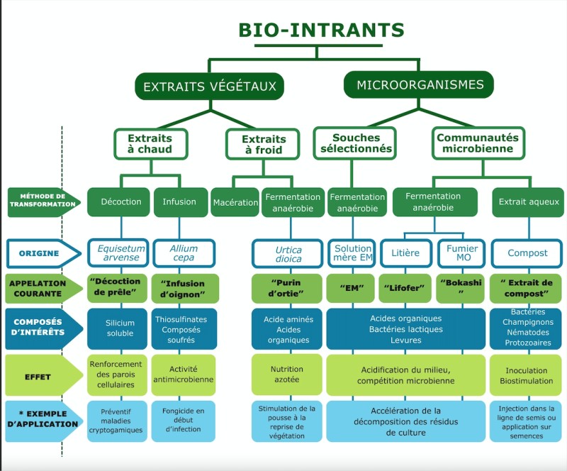 Bioorganisme tableaux schéma