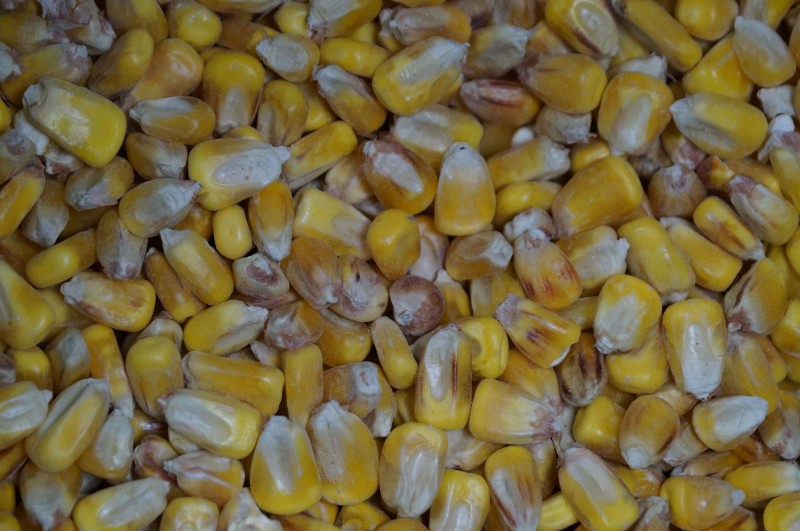 Maïs silo CAC03.jpg