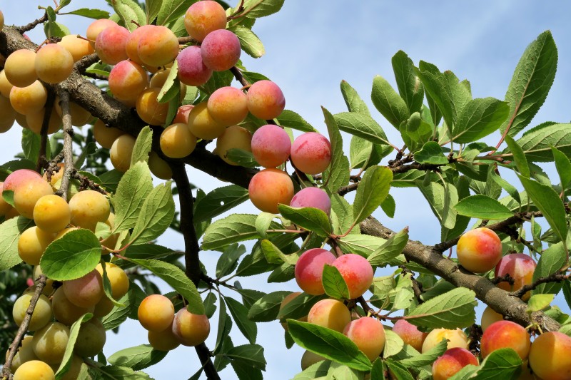 Mirabelles - 02.jpg