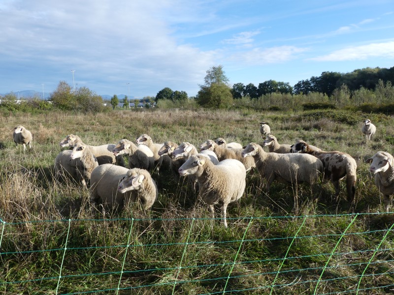 moutons   fontaine   13.10.26