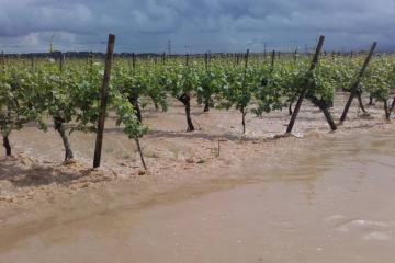 Vignes orage