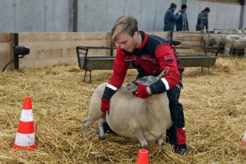 Ovinpiades - 3_3.jpg