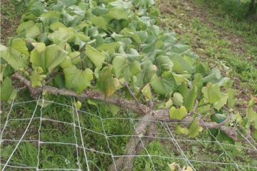 Pépinière bois vigne 