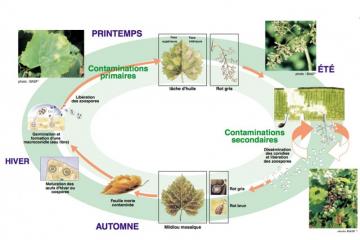Cycle mildiou 