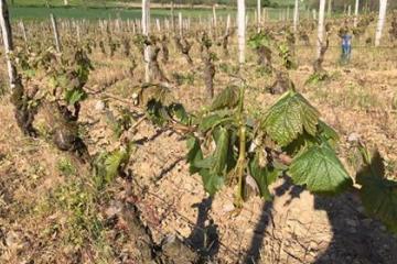 18010226_1928783840686548_4173507743220943929_n.jp