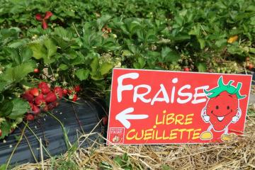 Lancement fraises - 01.jpg