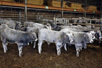 Bien-être animal - Visite - 04 - Gascons.jpg