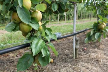 Vergers Dettling - 09 - Irrigation pommes.jpg