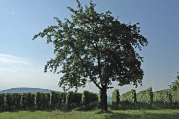 arbre isolé vigne