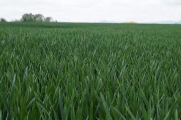 Opti-drone sur blé CAC 090517DSC02817.JPG