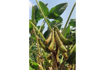 Tour de plaine - Soja_2.jpg