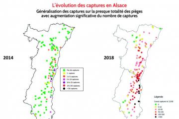 Chrysomèles -Evolution des captures en Alsace.jpg