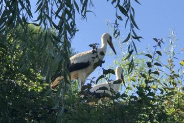 Deux%20cigognes%20dans%20saule%20pleureur.jpg