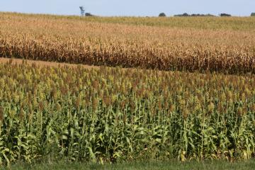 Kolb Thierry - Sorgho vs Maïs - 01.jpg