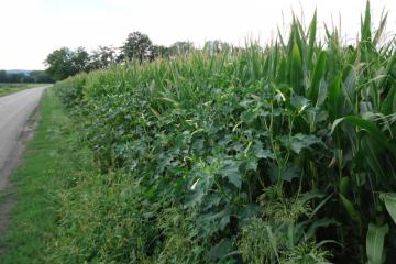 datura-mathias-haemmerlin-DSC04254.JPG