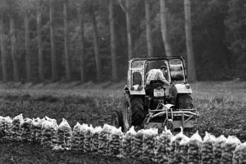 Pommes de terre 4.jpg