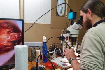 selection-abeille-resistante-varroa- (4).jpg