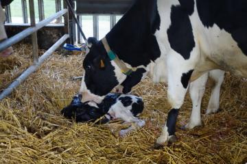 Ferme Kleinfeld Streicher 150618DSC01764.JPG