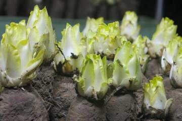 Ferme-Saint-André- (1).JPG