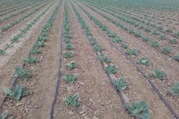 irrigation-goutte-a-goutte-chou-20200603_103935.jpg