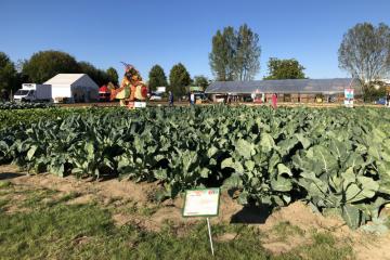 Irfel_confe%CC%81rence_paysage_choux_Show_fruits_et_le%CC%81gumes_Alsace_Illkirch_Baggersee_septembr