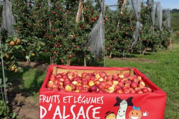 Lancement Pomme - Quetsche - 05.jpg