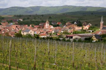 paysage%20vignoble%20balbronne.jpg