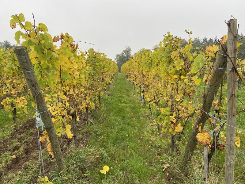 enherbement%20vigne.jpg