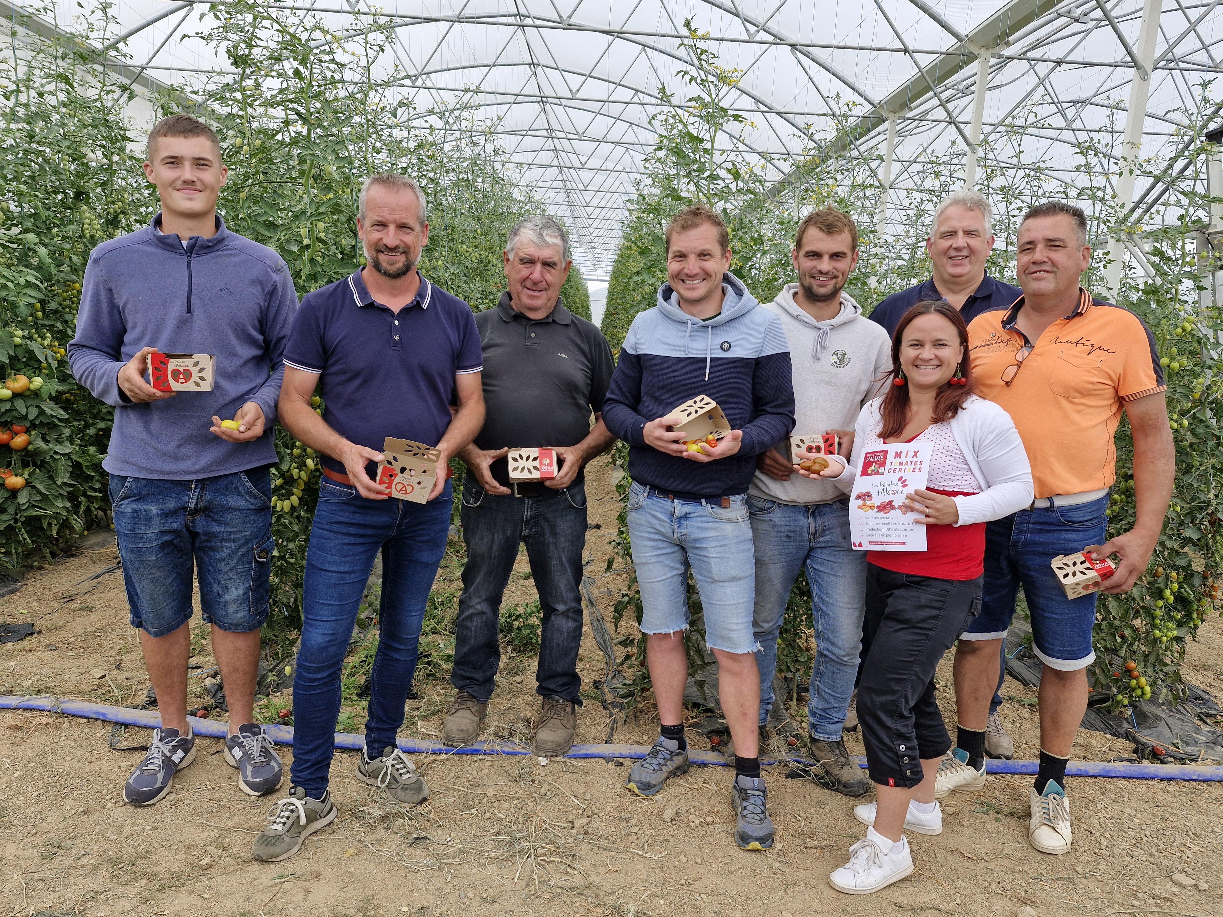 pepites-alsace-tomates-cerises-ifla-lancement-wilt-saessolsheim-juillet-2025-01.jpg